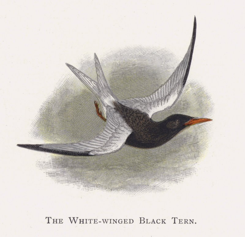 La Sterne à Ailes Blanches - Alexander Francis Lydon