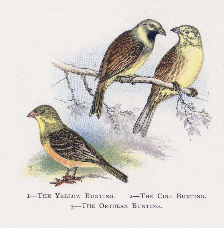 Le Bruant jaune, Le Bruant zizi, Le Bruant ortolan - Alexander Francis Lydon