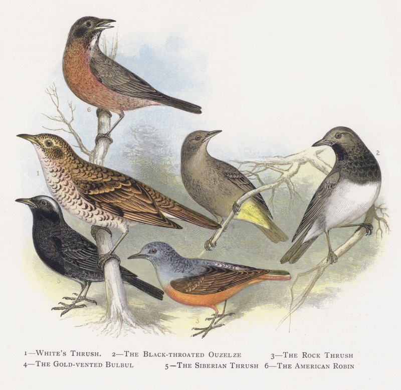 La Grive musicienne, Le Merle à gorge noire, La Grive de roche, Le Bulbul à ventre doré, La Grive de Sibérie, Le Merle d