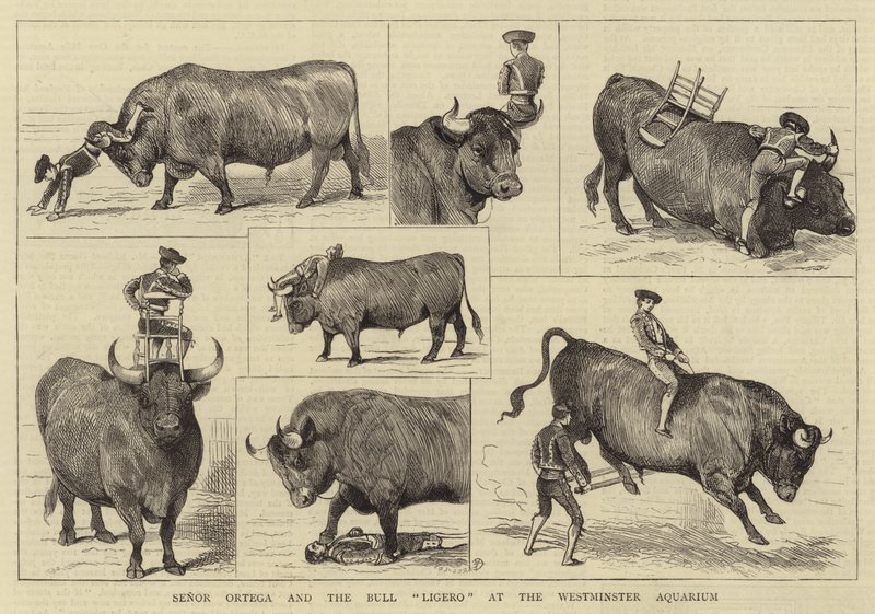 Señor Ortega et le taureau Ligero à l