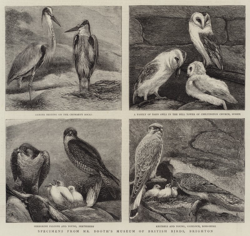 Spécimens du musée des oiseaux britanniques de M. Booth, Brighton - Alfred Chantrey Corbould
