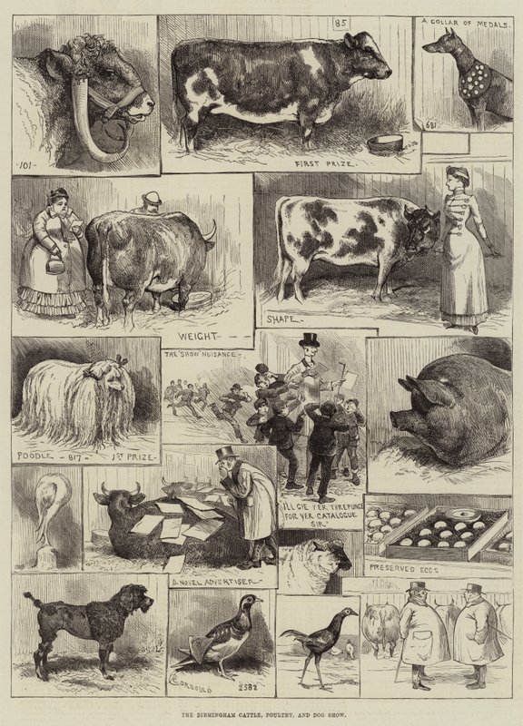 Le salon du bétail, de la volaille et des chiens de Birmingham - Alfred Courbould