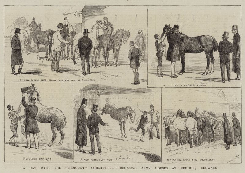 Une journée avec le comité de remonte, achat de chevaux de l