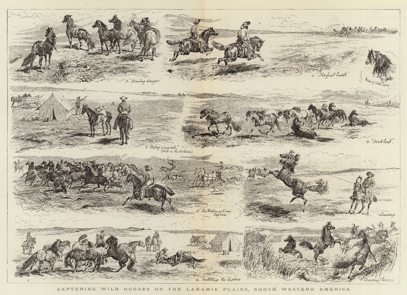 Capture de chevaux sauvages sur les plaines de Laramie, Amérique du Nord-Ouest - Alfred Chantrey Corbould