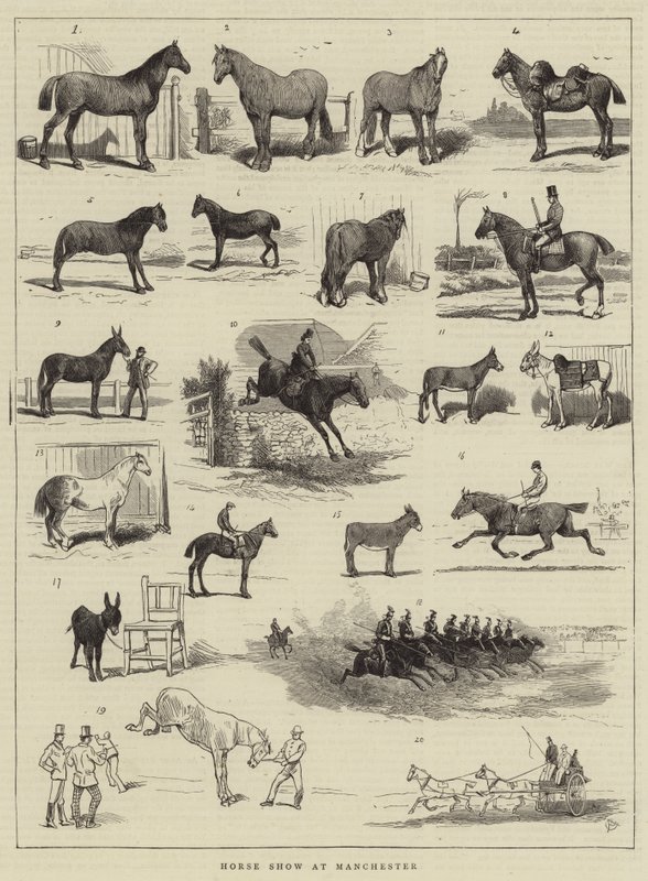 Exposition de chevaux à Manchester - Alfred Chantrey Corbould