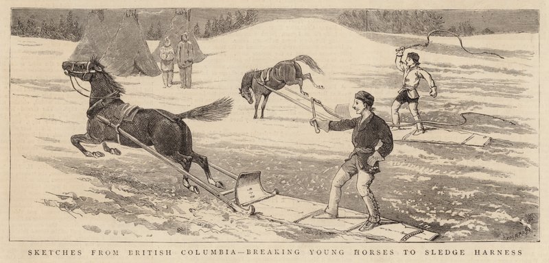 Croquis de la Colombie-Britannique, dressage des jeunes chevaux au harnais de traîneau - Alfred Chantrey Corbould
