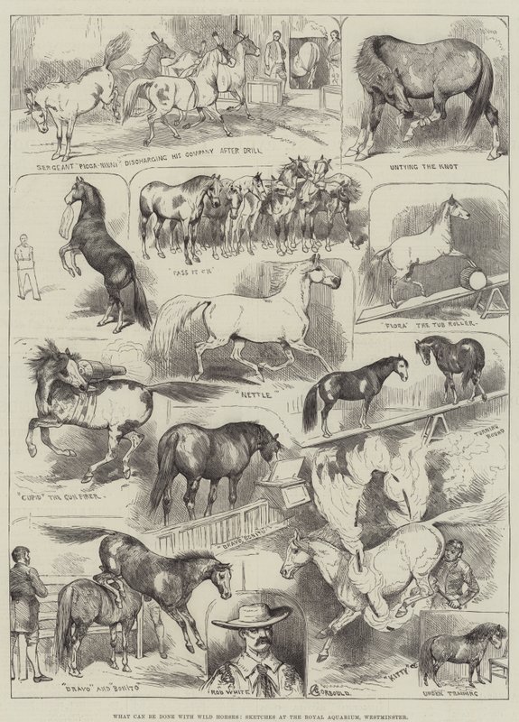 Que peut-on faire avec des chevaux sauvages, croquis à l