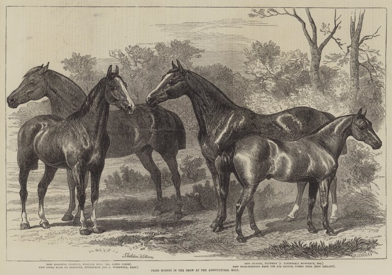 Chevaux primés au salon de l