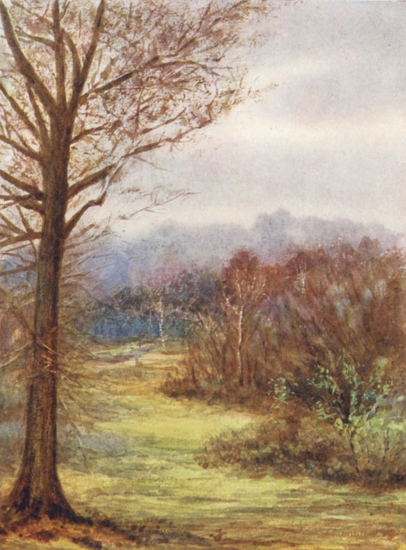 New Forest : A Peep on the Brockenhurst Road, Early Spring (lithographie couleur) - Alice Julia Argles