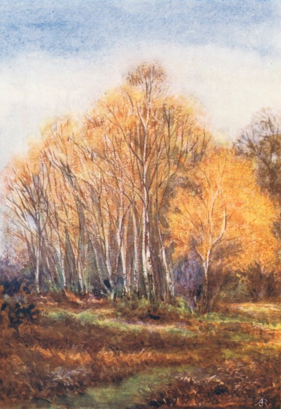 New Forest : Bouleaux sur la route de Brockenhurst, près de New Park, novembre (lithographie couleur) - Alice Julia Argles