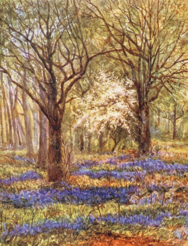 New Forest : Bluebells in the Oak Wood, mai (lithographie couleur) - Alice Julia Argles