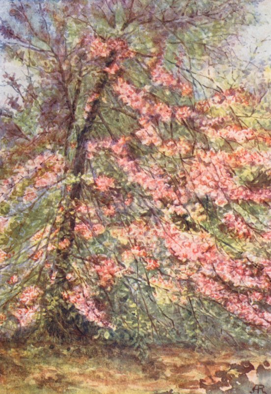 New Forest : Début mai dans 