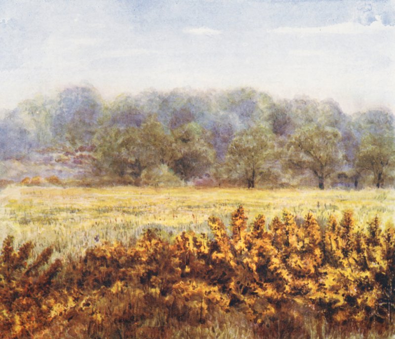 New Forest : Flower of the Gorse, from Park Hill Lawn (lithographie couleur) - Alice Julia Argles