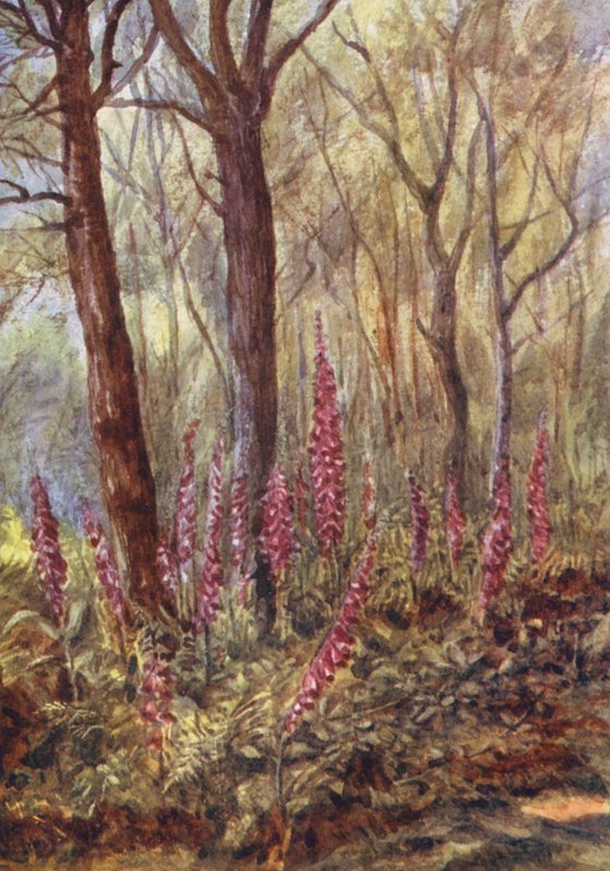 New Forest : Foxgloves in 