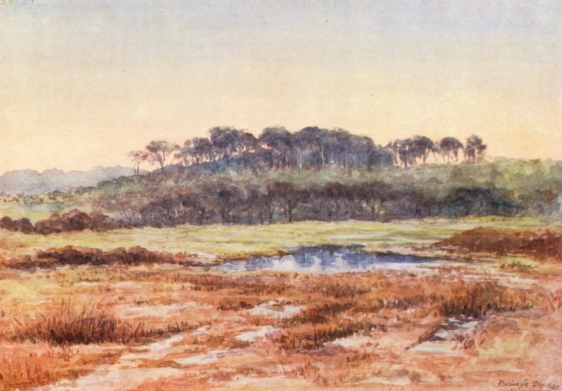 New Forest : Depuis Denny Wood, en direction de Wood Fidley, après-midi de décembre (lithographie couleur) - Alice Julia Argles