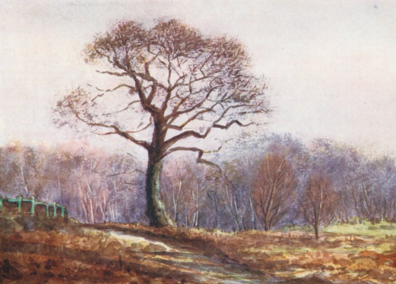 New Forest : Vue sur la pelouse de Butts, veille de Noël (lithographie couleur) - Alice Julia Argles