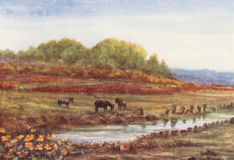 New Forest : Bois et tourbière de Matley, depuis le passage de Matley (lithographie couleur) - Alice Julia Argles