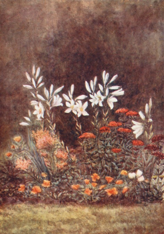 New Forest : The Lily Border, juillet (lithographie couleur) - Alice Julia Argles