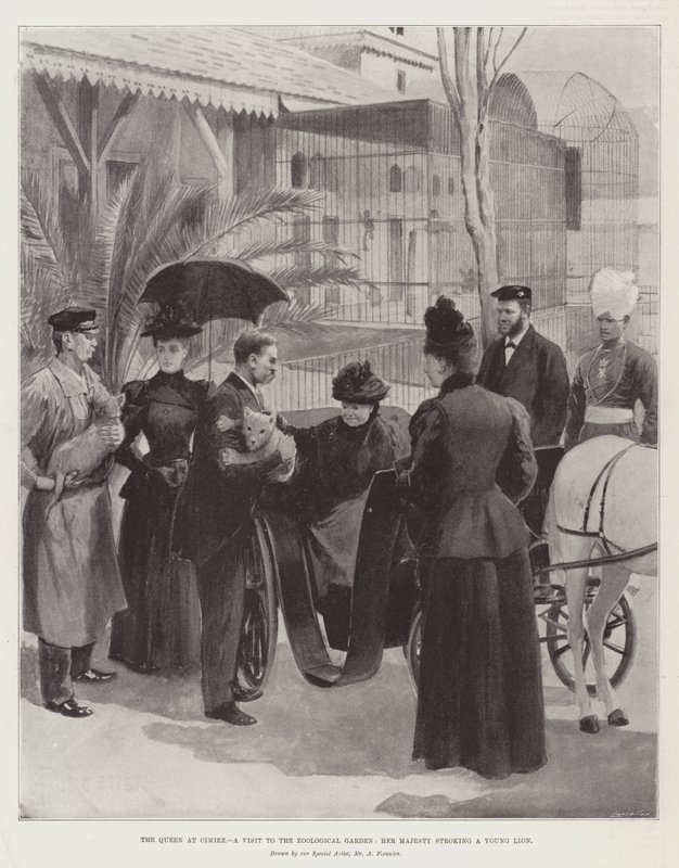 La reine à Cimiez, visite au jardin zoologique, Sa Majesté caressant un jeune lion - Amedee Forestier