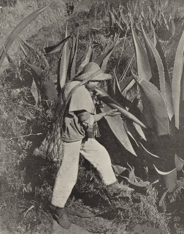 Un récolteur de pulque mexicain - American Photographer (after)