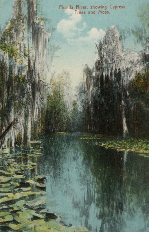 Rivière de Floride, montrant des cyprès et de la mousse - American Photographer (after)