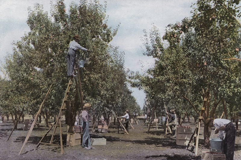 Oregon : Récolte de fruits dans un verger de la vallée de la Rogue River - American Photographer (after)