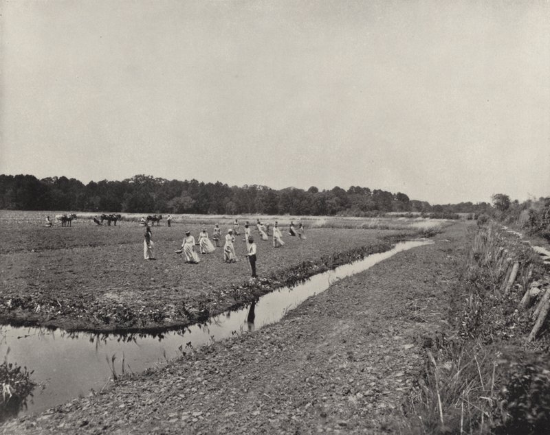 Plantation de riz en Caroline du Nord - American Photographer (after)