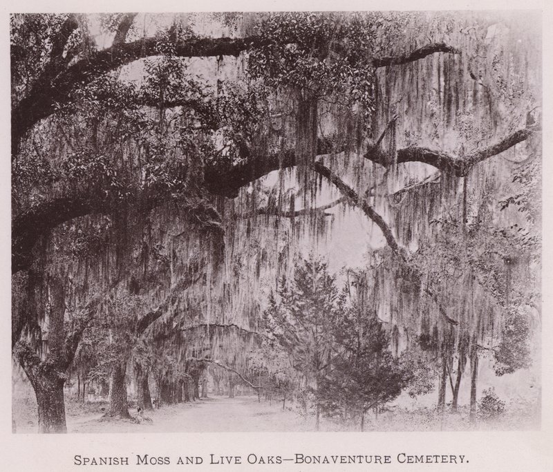 Mousse espagnole et chênes vivants, Cimetière de Bonaventure - American Photographer (after)