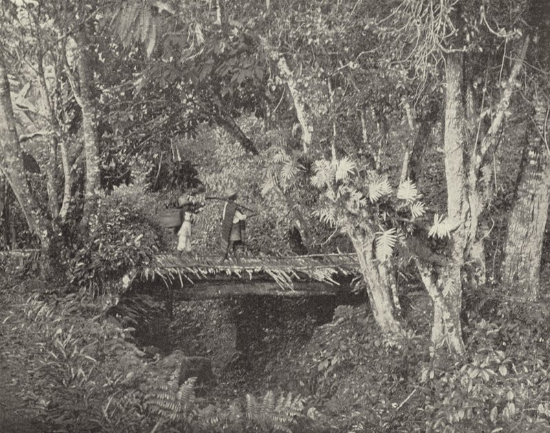 Scène tropicale dans l