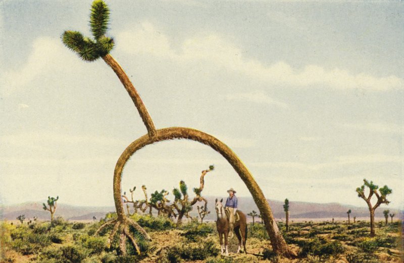 Un castus géant dans le désert de Mojave (photo couleur) - American Photographer