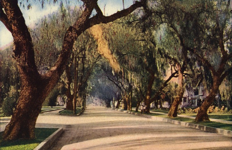 Avenue of Pepper Trees, Pasadena (photo couleur) - American Photographer