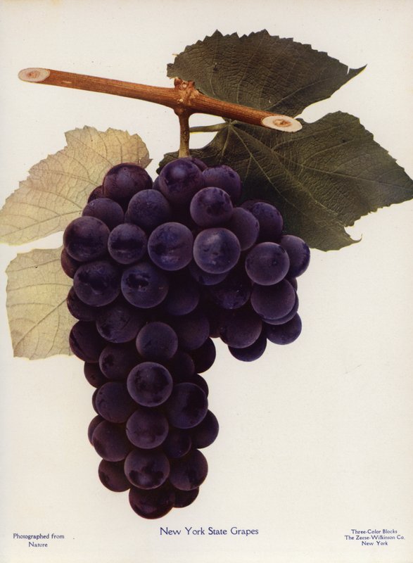 Raisins de l