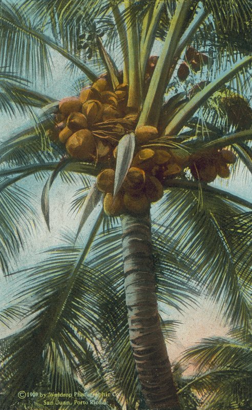 Porto Rico / Puerto Rico : Culture de la noix de coco à Porto Rico (photo couleur) - American Photographer