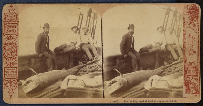 Requins capturés à la Barbade, Antilles (photo n/b) - American Photographer