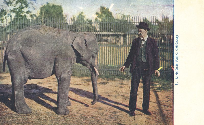 Jeune éléphant, Lincoln Park Zoo, Chicago, États-Unis (photo couleur) - American Photographer