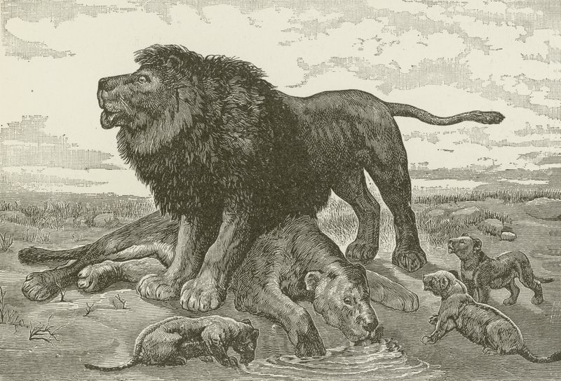 Une Complainte dans le Désert Africain - American School