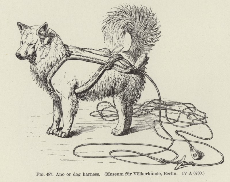 Ano ou harnais pour chien - American School