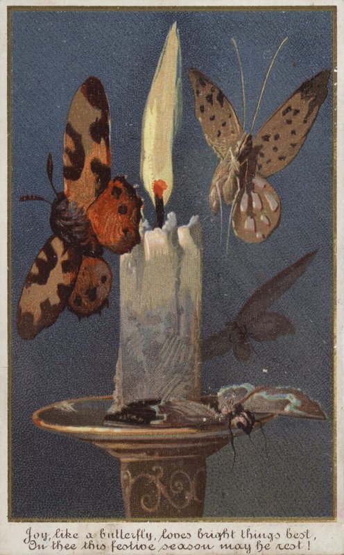 Papillons autour d