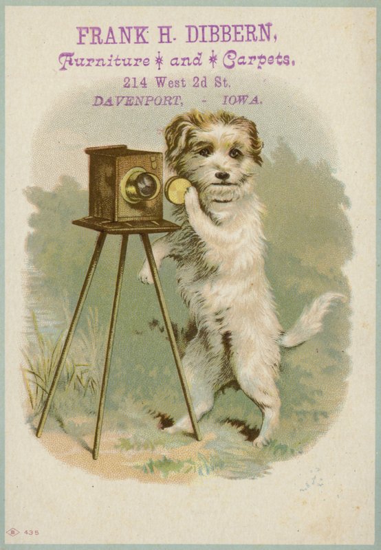 Chien avec un appareil photo - American School