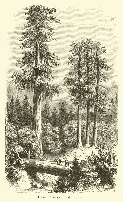 Arbres géants de Californie - American School