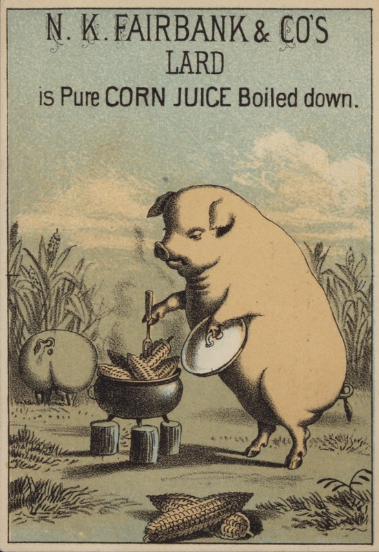 Cochon cuisinant du maïs pour faire du lard - American School