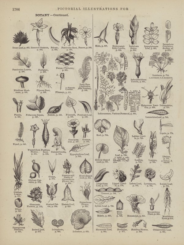 Page du Webster