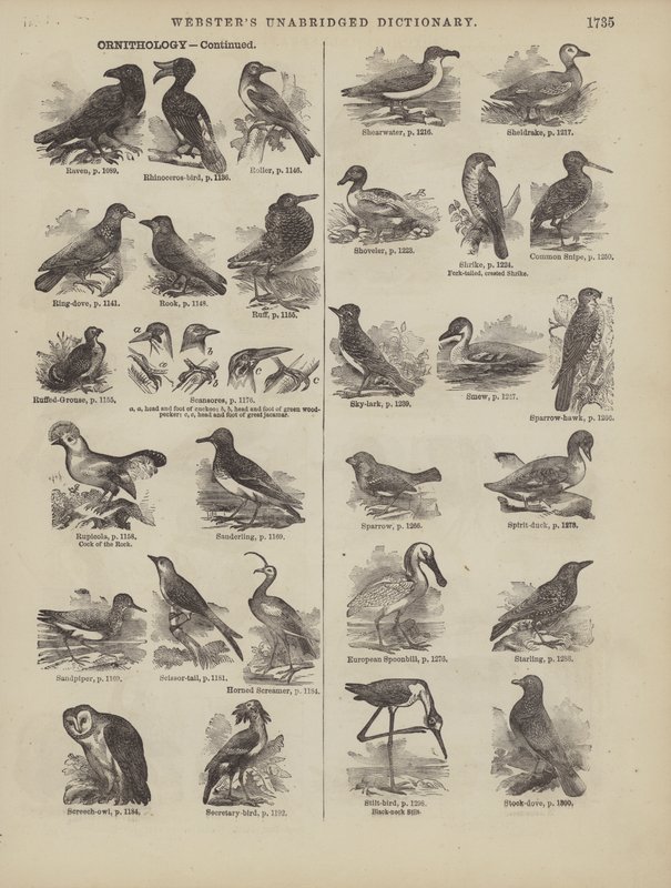 Page du dictionnaire complet de Webster (George Bell) - American School