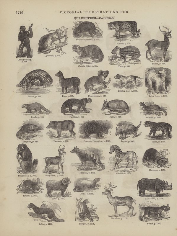 Page du dictionnaire complet de Webster (George Bell) - American School