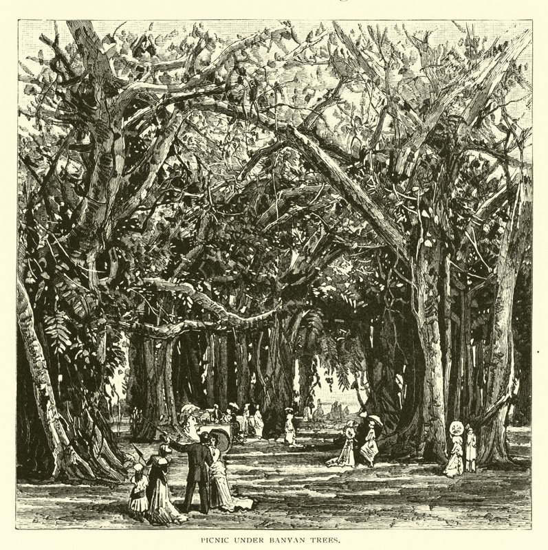 Pique-nique sous les banians - American School