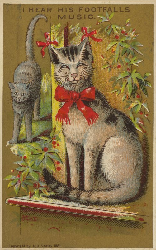 Chat fier et souriant - American School