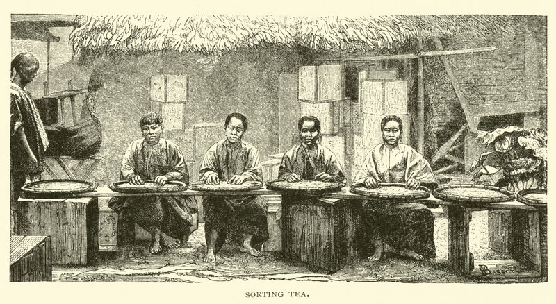 Triage du thé - American School
