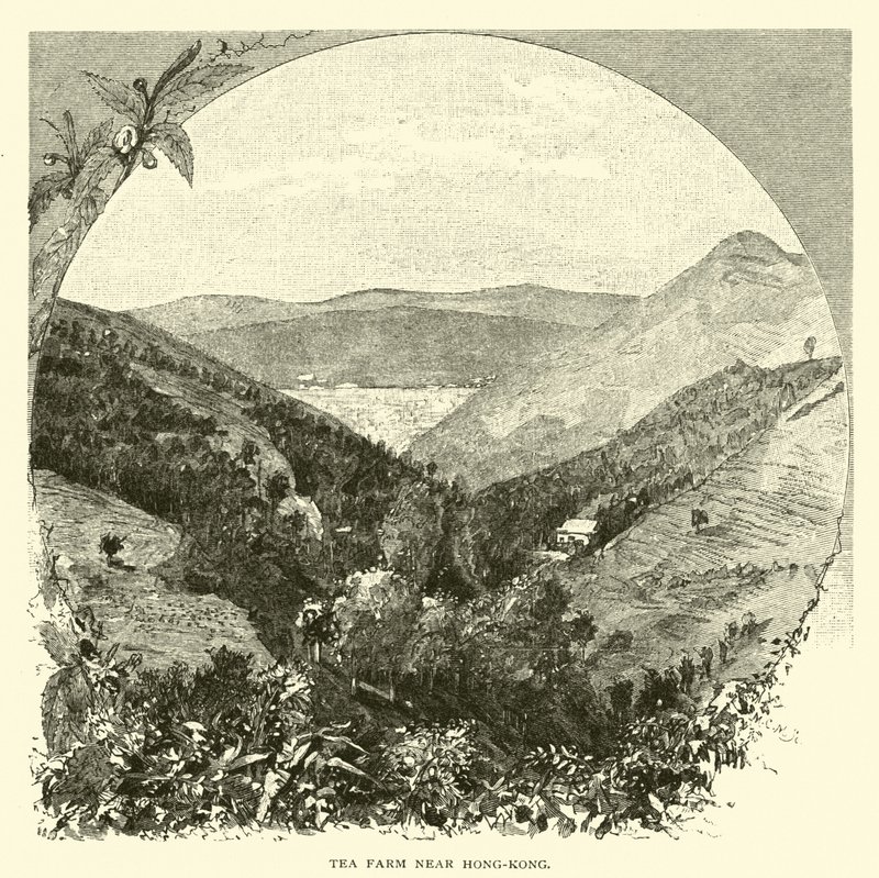 Ferme de thé près de Hong-Kong - American School