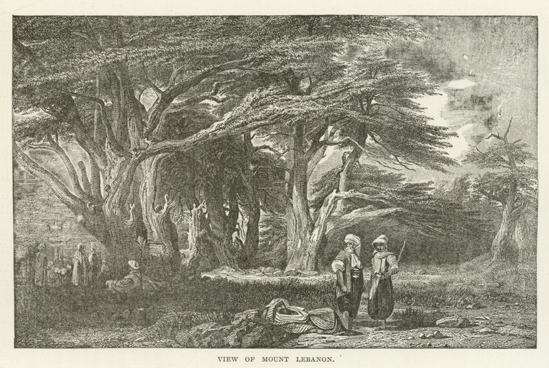 Vue du mont Liban - American School