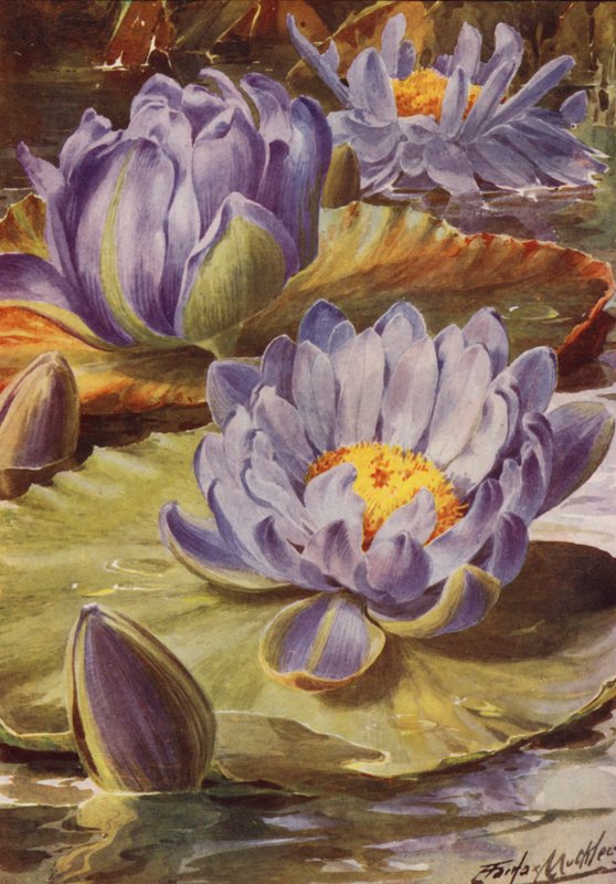 Nymphea Gigantea Hudsonii, un magnifique nénuphar bleu - Angelo Fairfax Muckley
